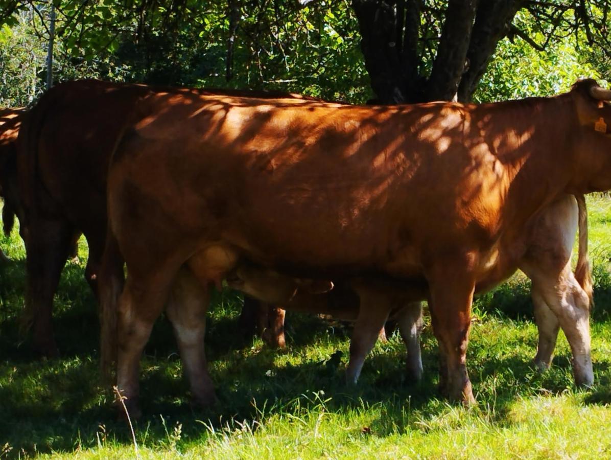 Onís Casa Rural El Jondrigu מראה חיצוני תמונה